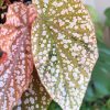 Begonia Snow Capped Variegated