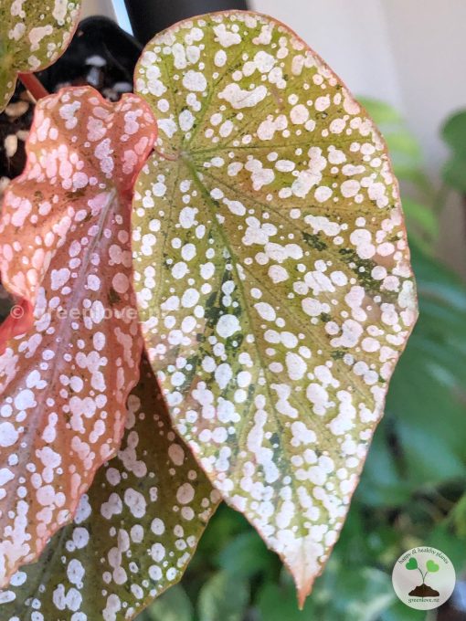 Begonia Snow Capped Variegated