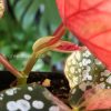 Begonia Snow Capped Variegated