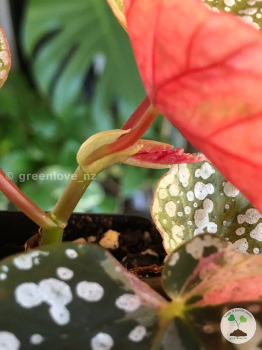 Begonia Snow Capped Variegated