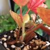Begonia Snow Capped Variegated