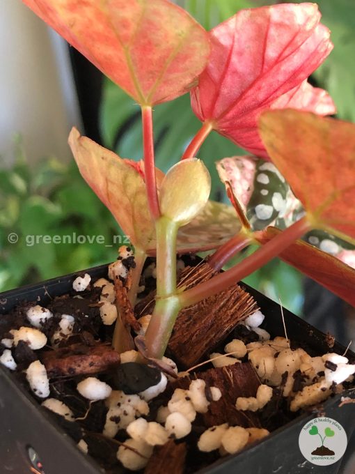 Begonia Snow Capped Variegated