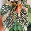 Begonia Snow Capped Variegated