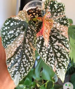 Begonia Snow Capped Variegated