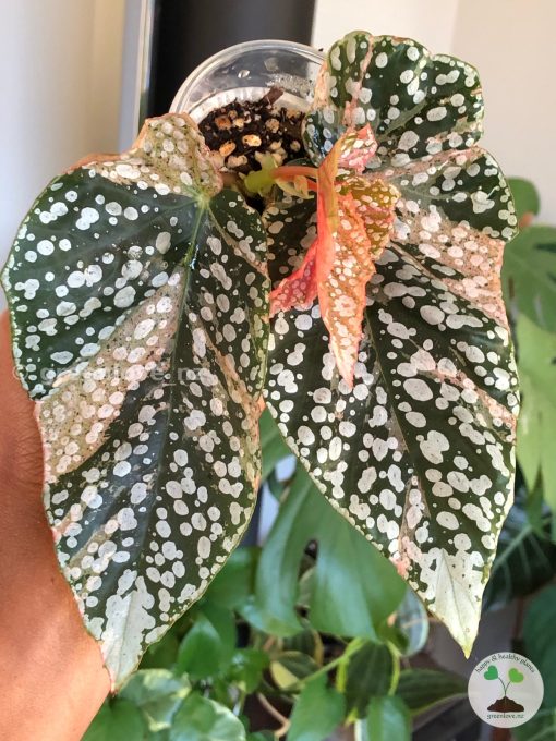 Begonia Snow Capped Variegated