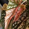 Begonia Snow Capped Variegated