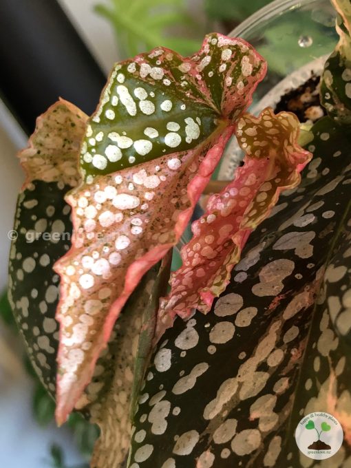 Begonia Snow Capped Variegated