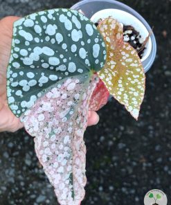 Greatly variegated begonia sno capped at greenlove.nz