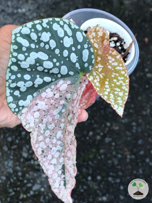 Greatly variegated begonia sno capped at greenlove.nz