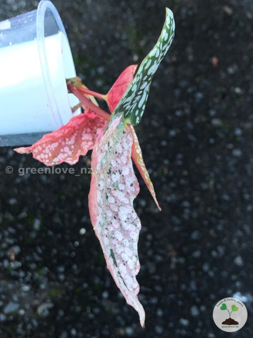 Begonia Snow Capped Variegated