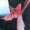 Begonia Snow Capped Variegated