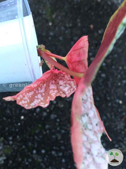 Begonia Snow Capped Variegated