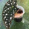 Begonia Maculata Pink Variegated | Plant D