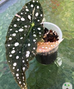 Begonia Maculata Pink Variegated | Plant D