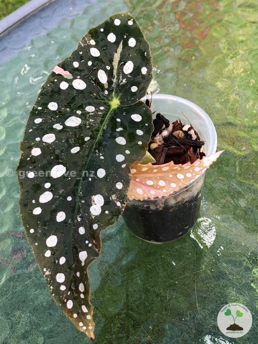 Begonia Maculata Pink Variegated | Plant D