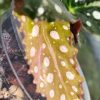 Begonia Maculata Pink Variegated | Plant D
