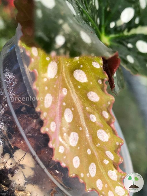 Begonia Maculata Pink Variegated | Plant D