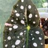 pink begonia at greenlove.nz