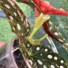 Begonia Maculata Pink Variegated | Plant A