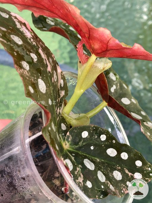 Begonia Maculata Pink Variegated | Plant A