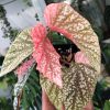 Beautifully variegated Begonia Snowcapped