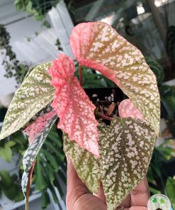 Beautifully variegated Begonia Snowcapped