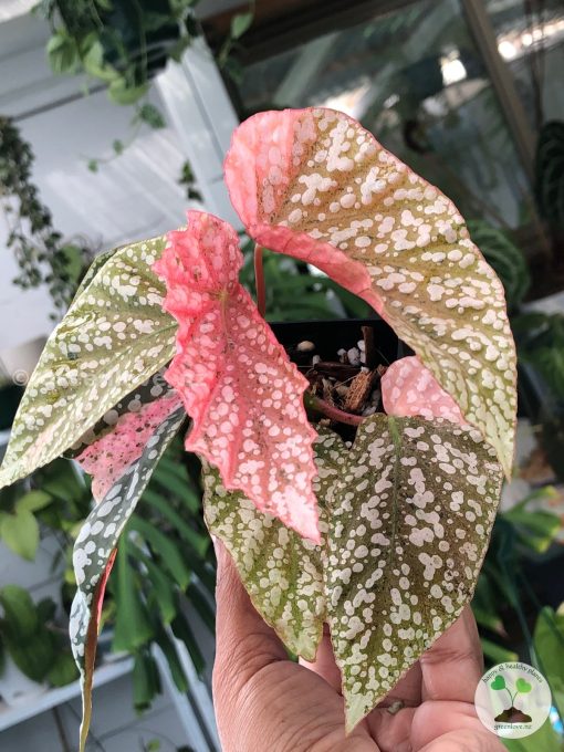 Beautifully variegated Begonia Snowcapped