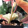 Variegated Begonia Snowcapped