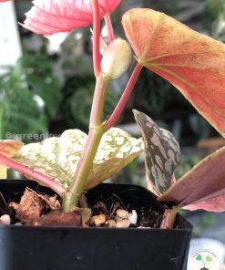 Variegated Begonia Snowcapped