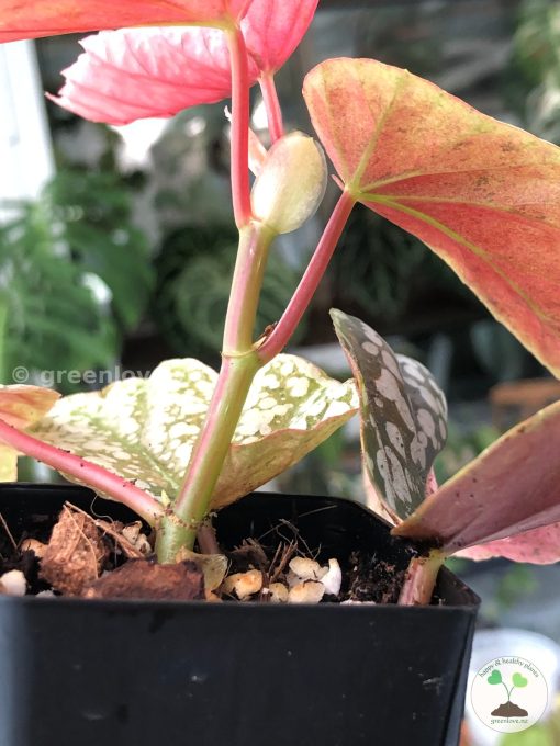 Variegated Begonia Snowcapped