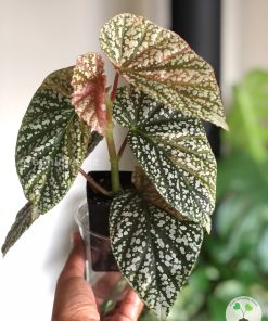 Variegated Begonia Snowcapped @greenlove_nz