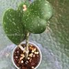 Image of the beautifully splashed Hoya Kerrii Splash from @greenlove_nz