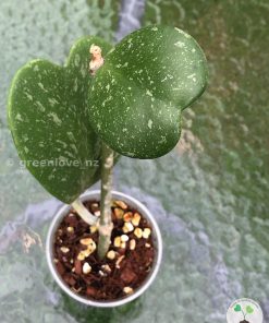 Image of the beautifully splashed Hoya Kerrii Splash from @greenlove_nz