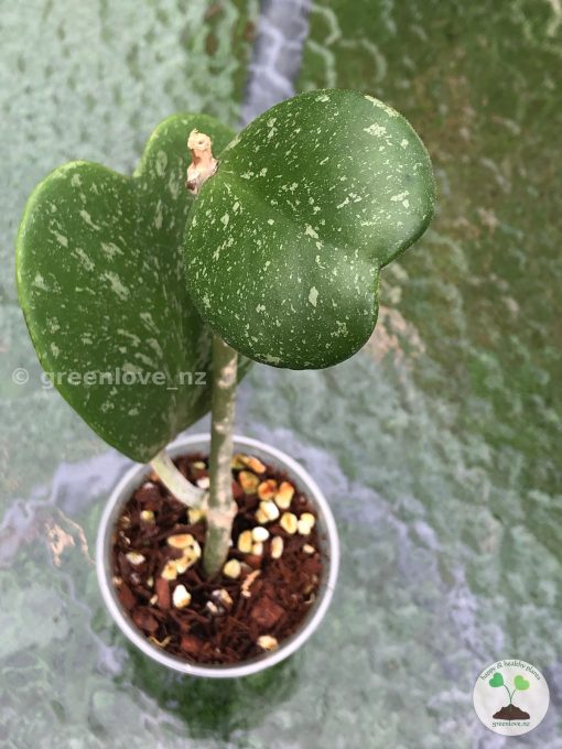 Image of the beautifully splashed Hoya Kerrii Splash from @greenlove_nz