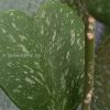 Hoya Kerrii Splash
