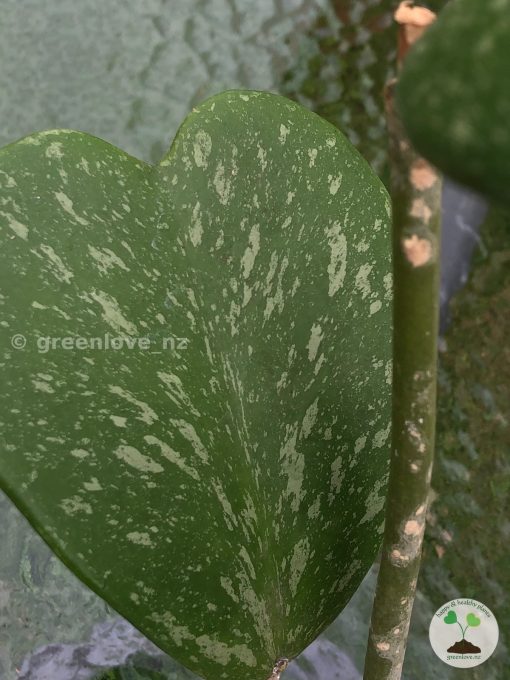 Hoya Kerrii Splash
