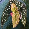 Mature (not a juvenile) established begonia variegated maculata pink