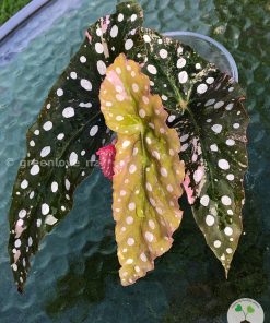 Mature (not a juvenile) established begonia variegated maculata pink