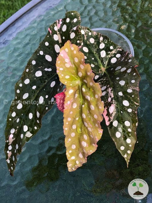 Mature (not a juvenile) established begonia variegated maculata pink