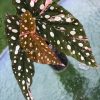 Beautiful variegated begonia macula pink. Not a juvenile