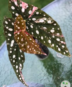 Beautiful variegated begonia macula pink. Not a juvenile