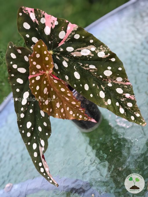 Beautiful variegated begonia macula pink. Not a juvenile