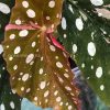Begonia Maculata Pink Variegated