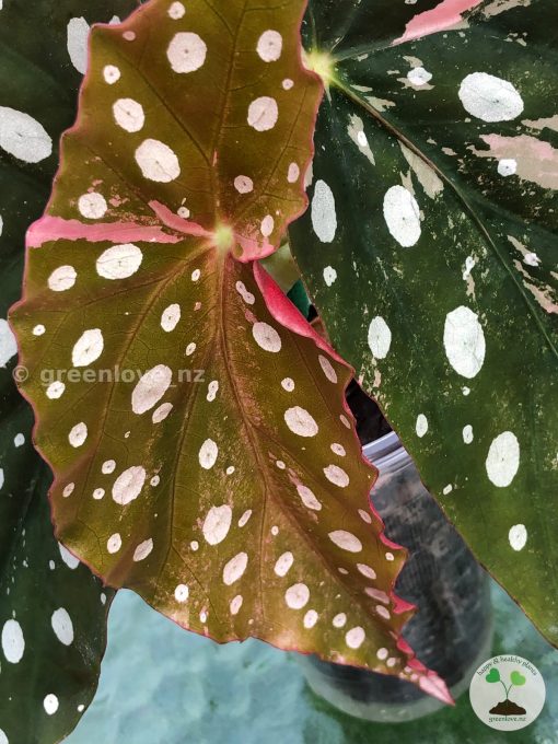 Begonia Maculata Pink Variegated