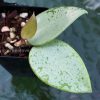 Hoya verticillata Silver Heart