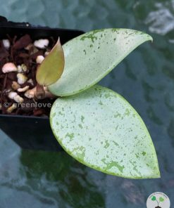 Hoya verticillata Silver Heart