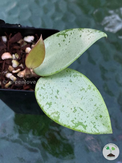 Hoya verticillata Silver Heart