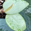 Hoya verticillata Silver Heart