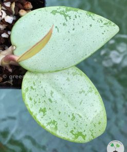 Hoya verticillata Silver Heart