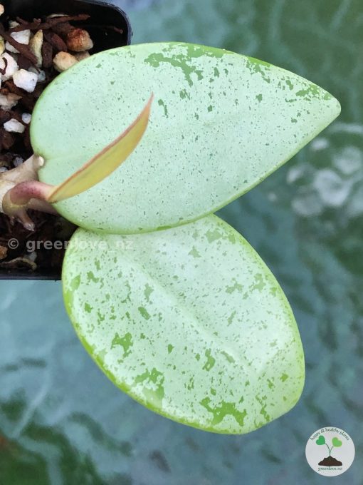 Hoya verticillata Silver Heart